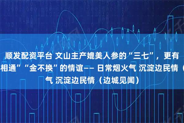 顺发配资平台 文山主产媲美人参的“三七”，更有境内外“心相通”“金不换”的情谊—— 日常烟火气 沉淀边民情（边城见闻）