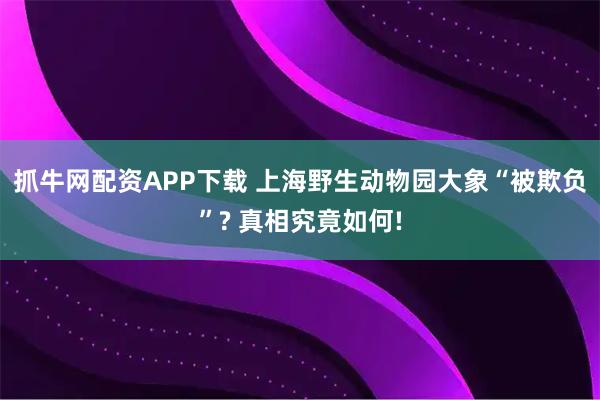 抓牛网配资APP下载 上海野生动物园大象“被欺负”? 真相究竟如何!